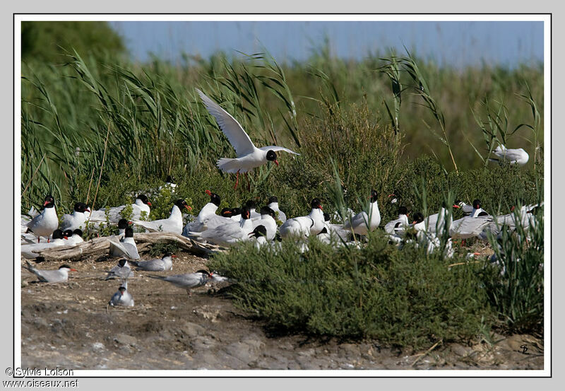 Mouette mélanocéphale