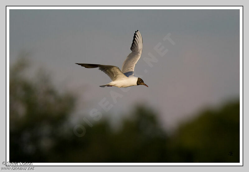 Black-headed Gull