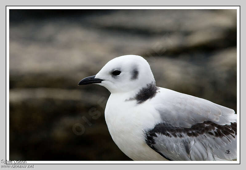 Mouette tridactylejuvénile, portrait