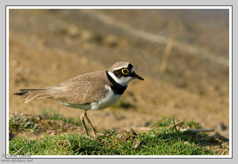 Little Ringed Plover