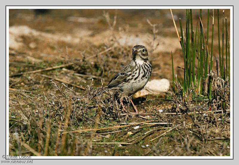 Meadow Pipit