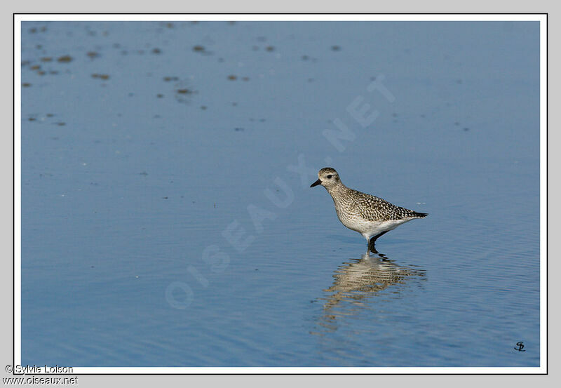 Grey Plover