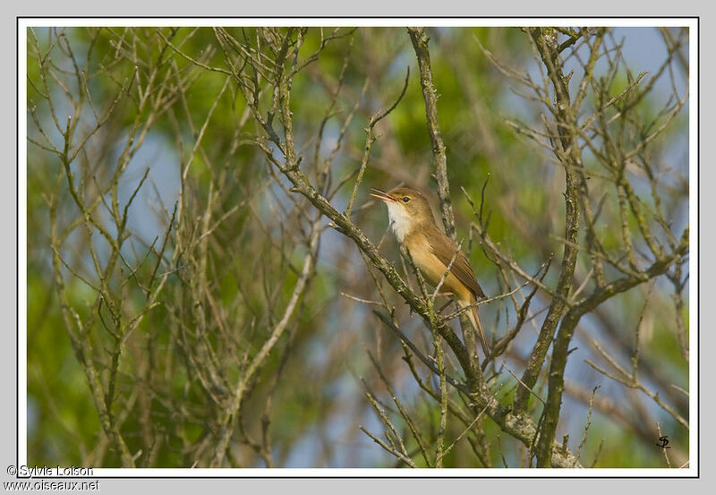 Common Reed Warbler