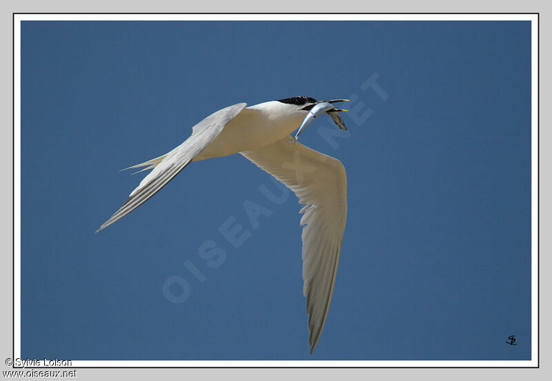 Sandwich Tern