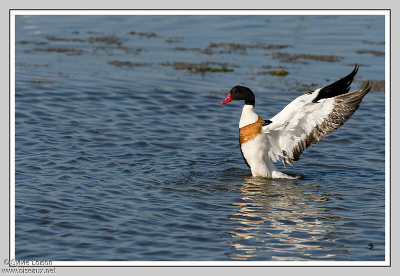 Common Shelduck