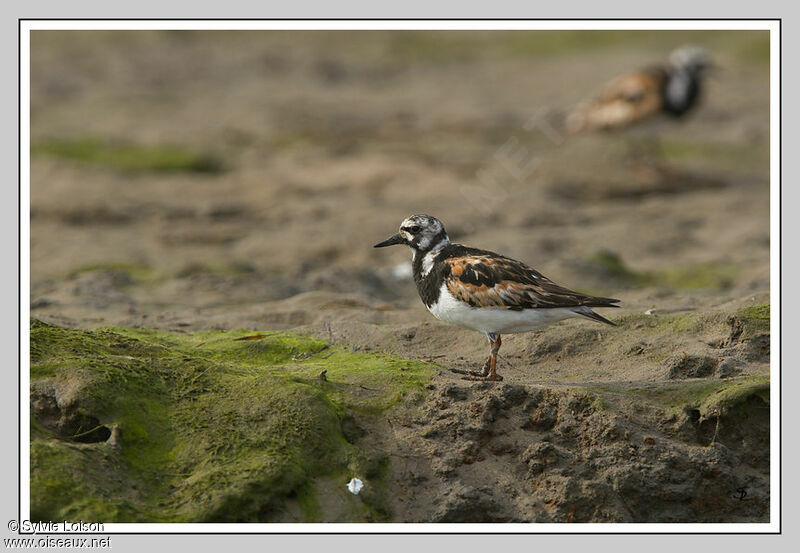 Ruddy Turnstone