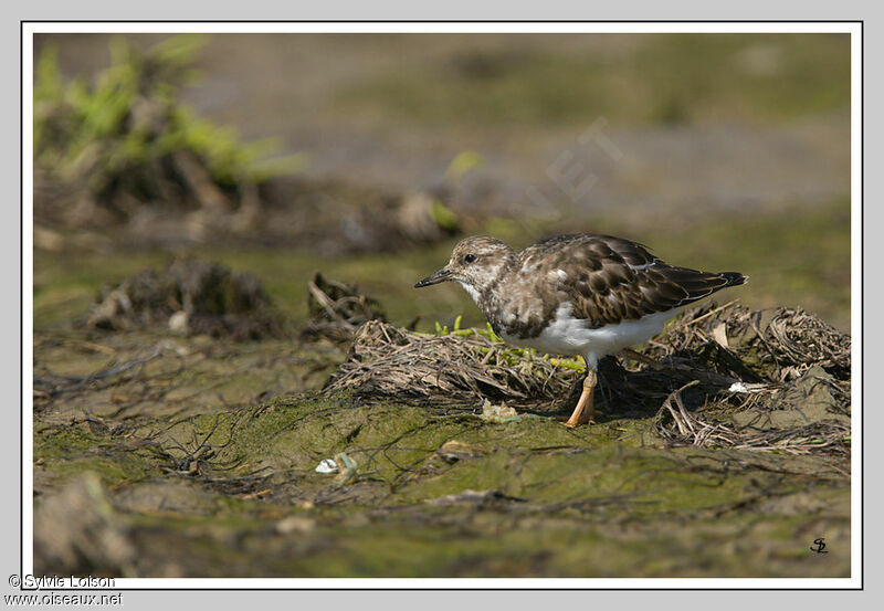 Ruddy Turnstone