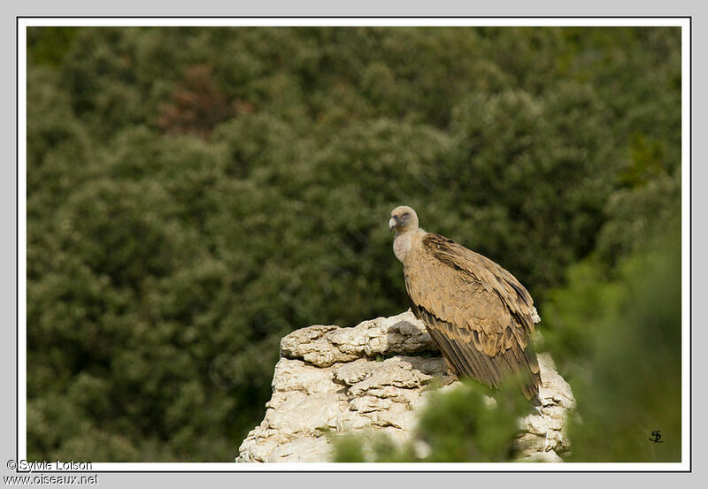 Vautour fauve