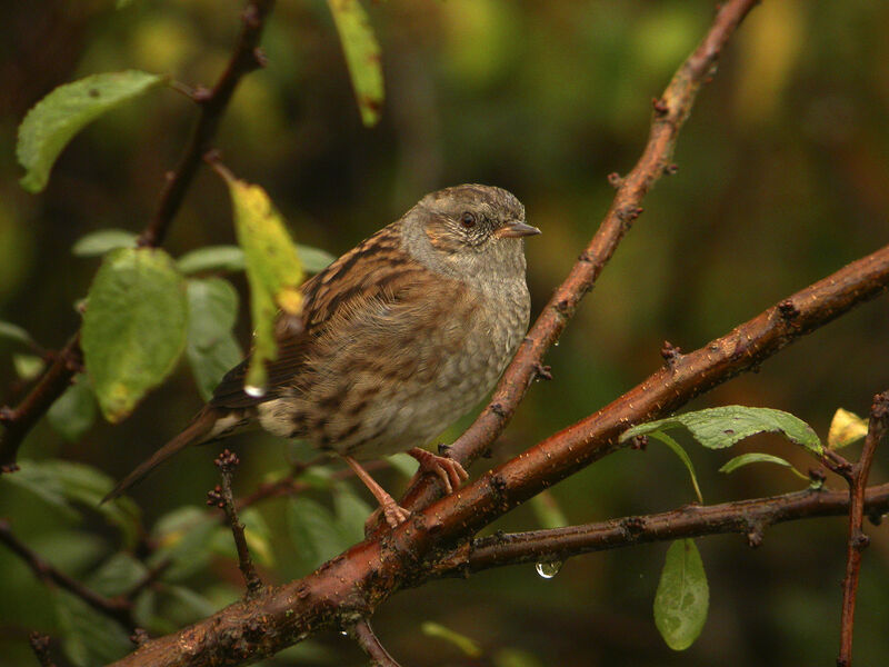 Dunnock