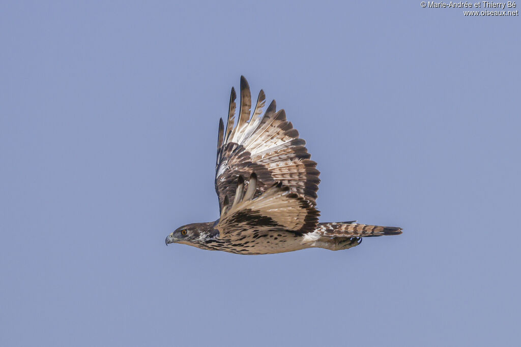 Aigle fascié