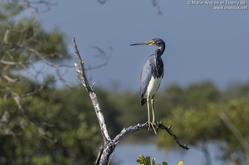 Tricolored Heron