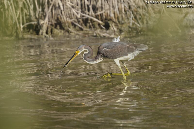 Tricolored Heron