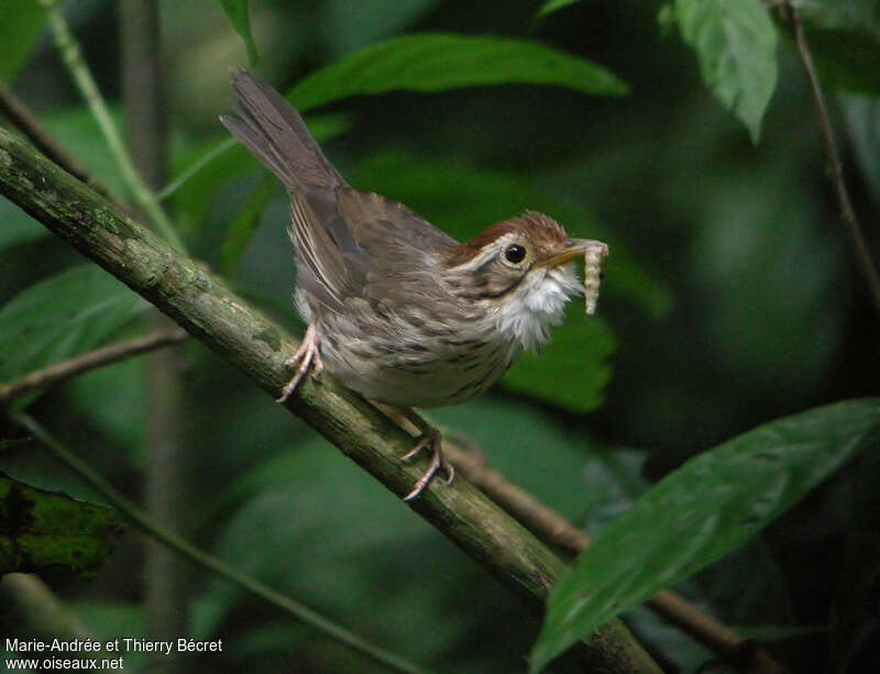 Puff-throated Babbleradult, feeding habits