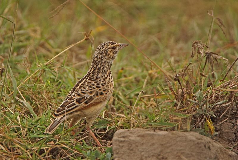 Sentinel Larkjuvenile, identification