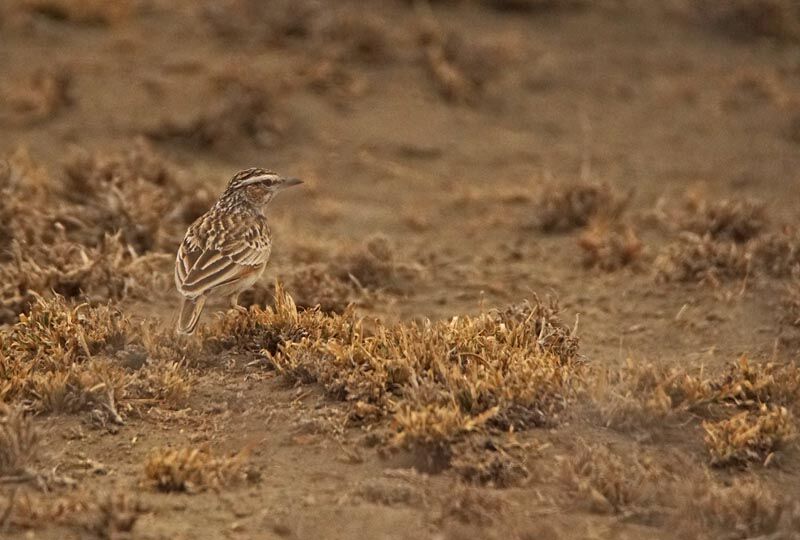 Fawn-colored Lark