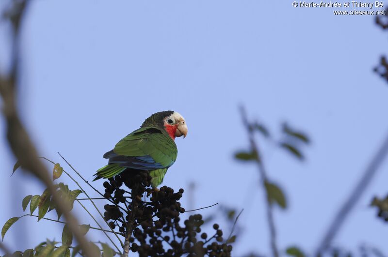 Cuban Amazon