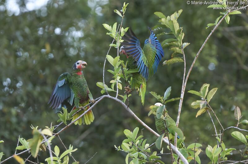 Cuban Amazon