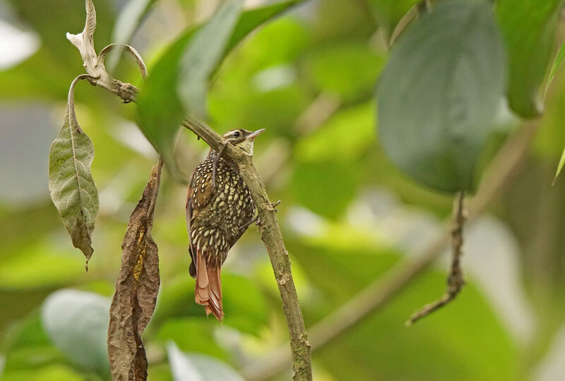 Pearled Treerunner