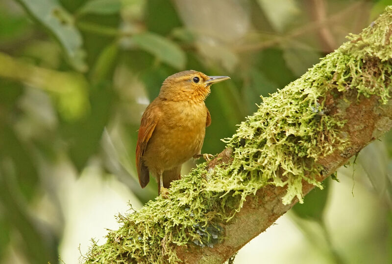 Buff-fronted Foliage-gleaner