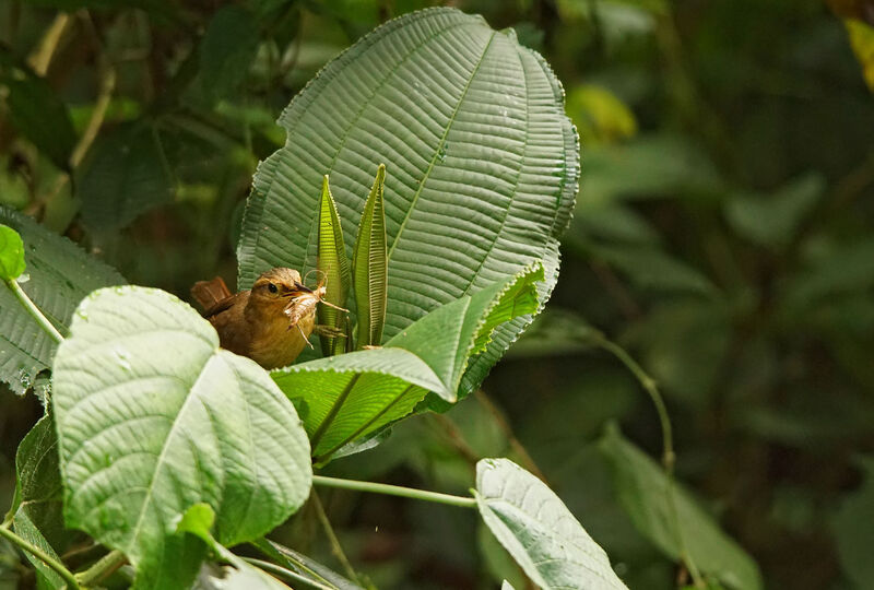 Buff-fronted Foliage-gleaner