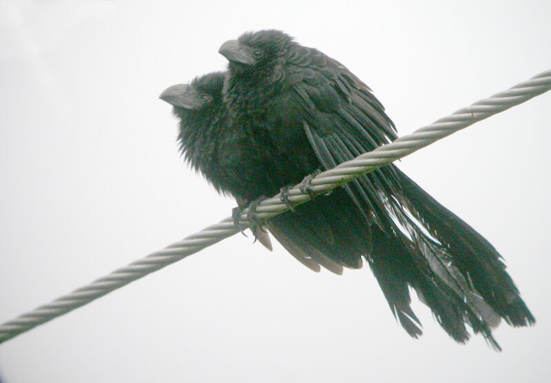 Groove-billed Ani