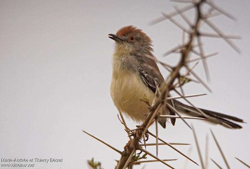 Red-fronted Priniaadult, identification, pigmentation