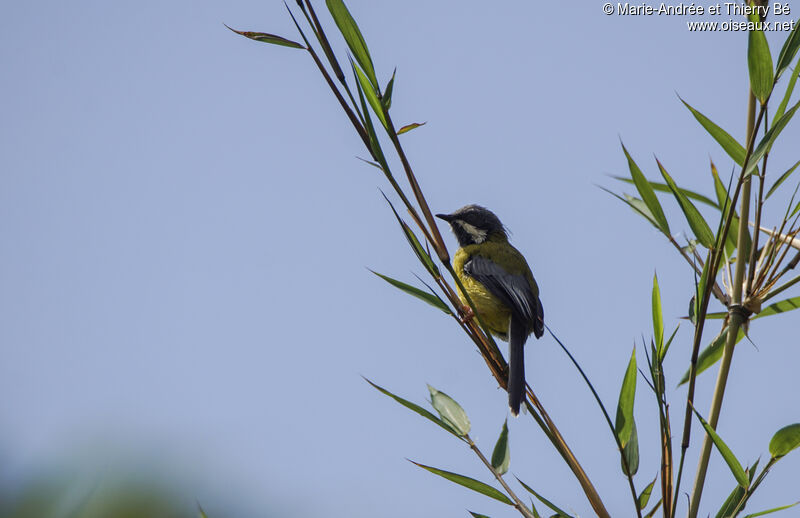 Black-throated Apalis