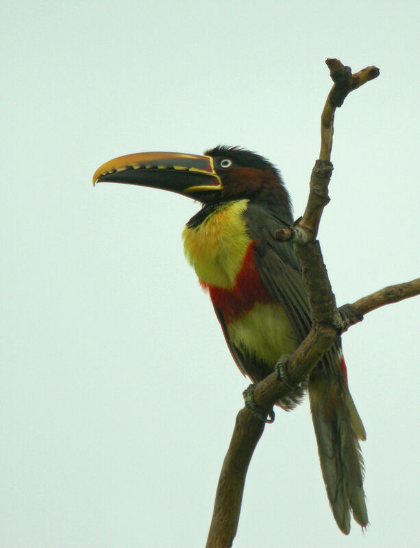 Chestnut-eared Aracari