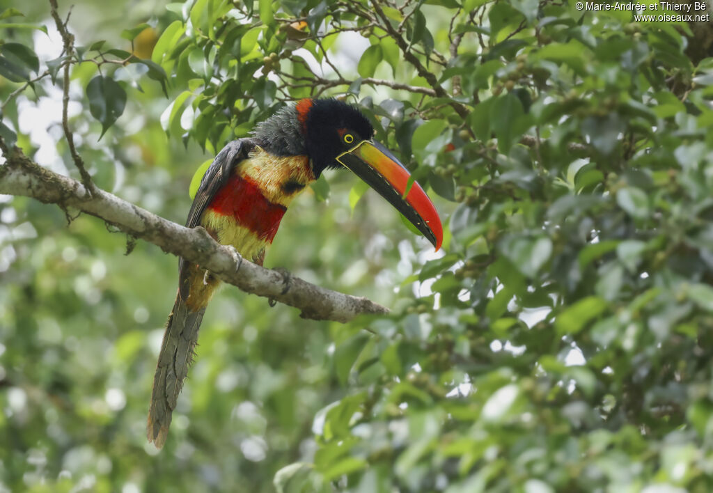 Araçari de Frantzius