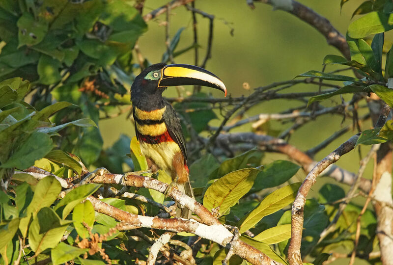 Many-banded Aracari