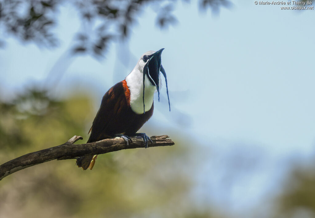 Three-wattled Bellbird