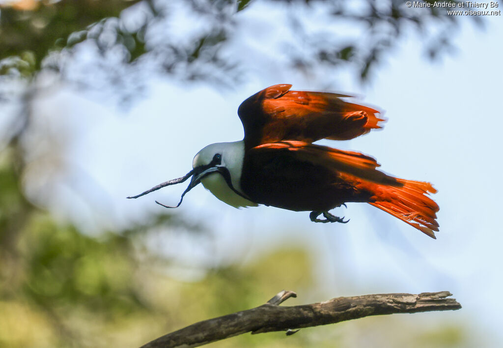 Three-wattled Bellbird