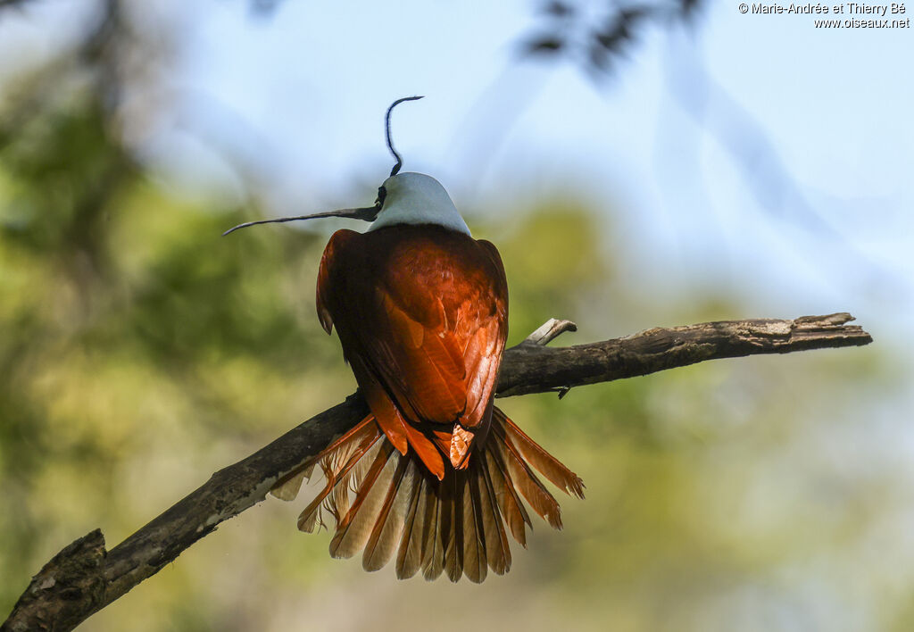 Three-wattled Bellbird