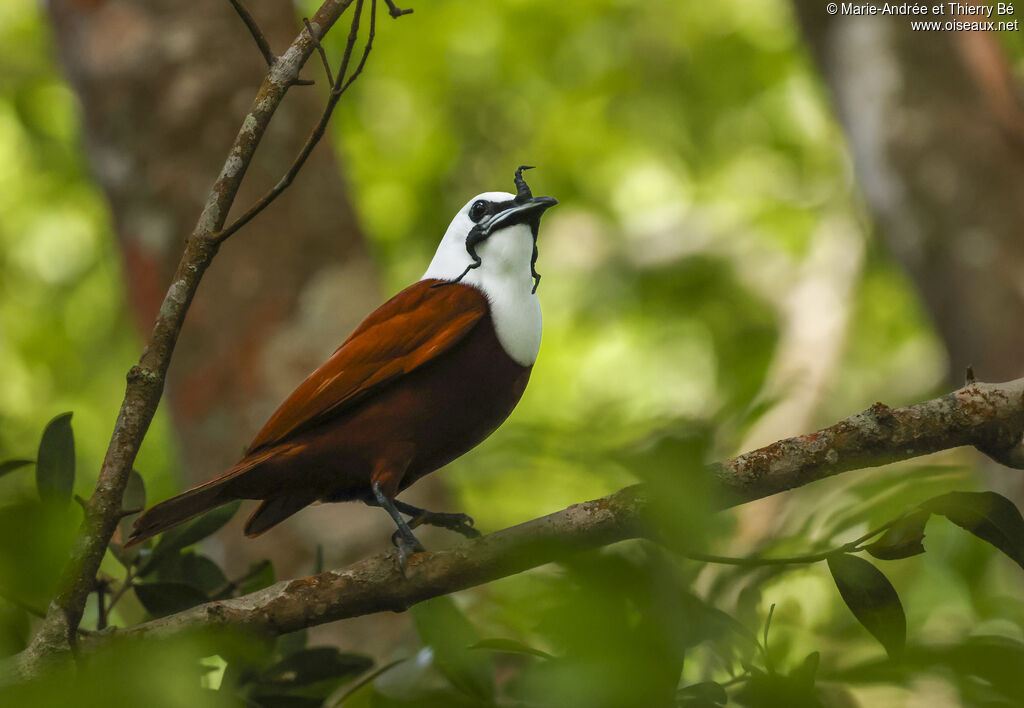 Three-wattled Bellbird