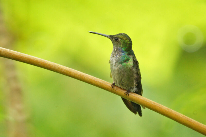 Blue-chested Hummingbird