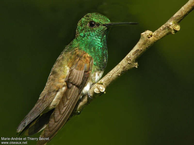 Snowy-bellied Hummingbirdadult, identification