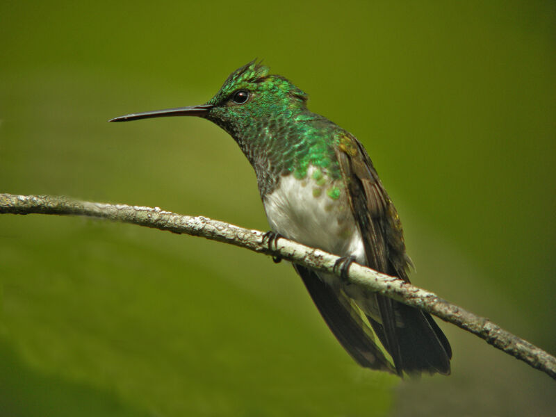 Snowy-bellied Hummingbird