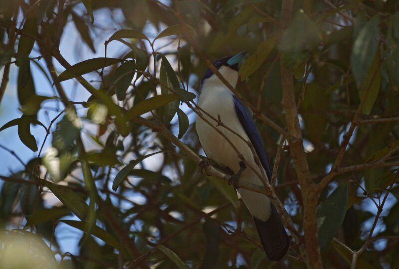 Madagascar Blue Vanga