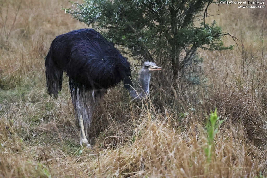 Autruche d'Afrique
