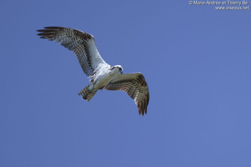 Balbuzard pêcheur