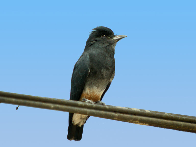 Swallow-winged Puffbird