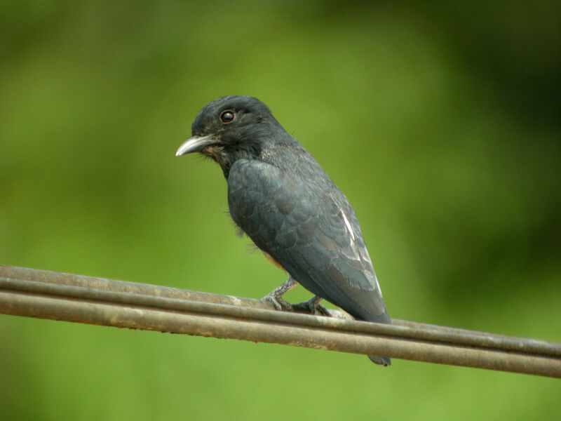 Swallow-winged Puffbird