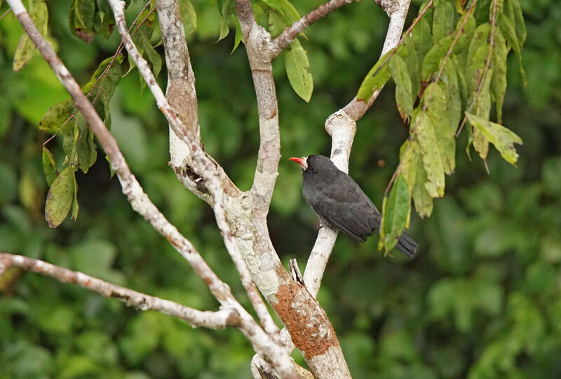 White-fronted Nunbird