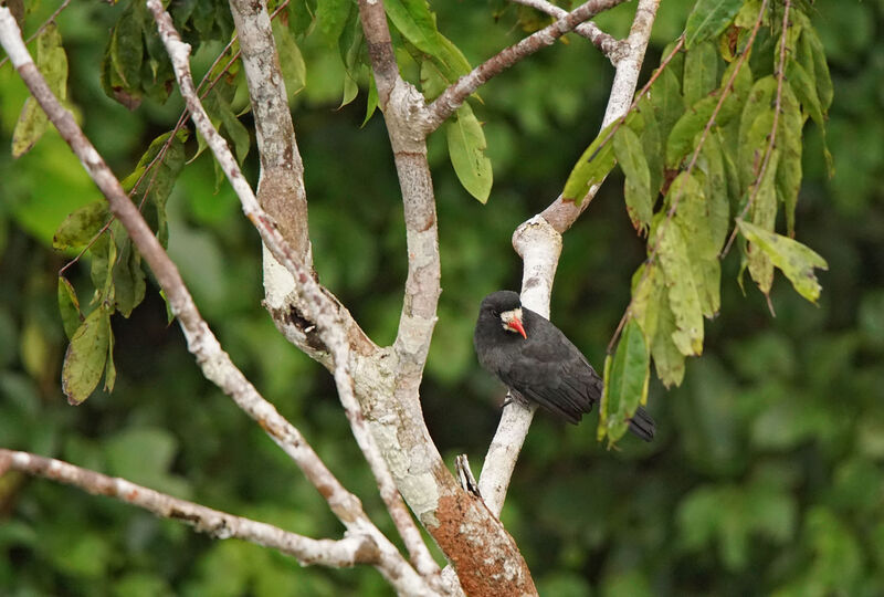 White-fronted Nunbird