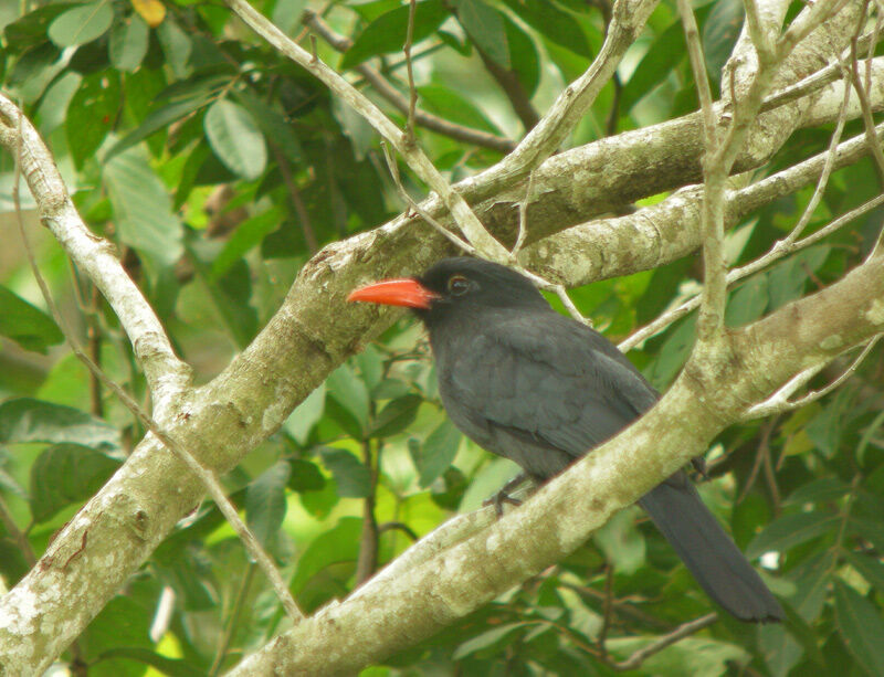 Black-fronted Nunbird