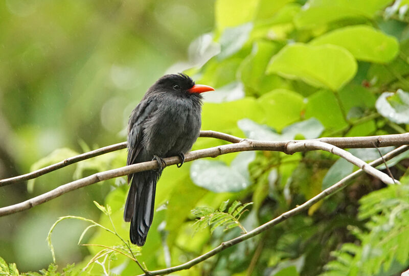 Black-fronted Nunbird