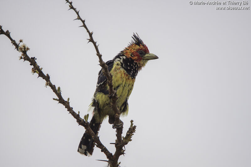 Crested Barbet