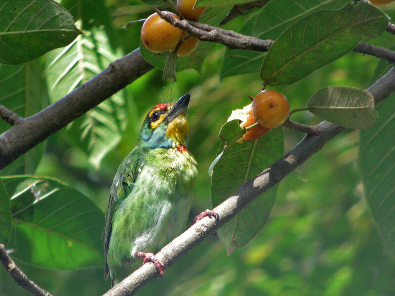 Crimson-fronted Barbet