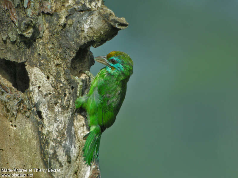 Yellow-fronted Barbet, Behaviour