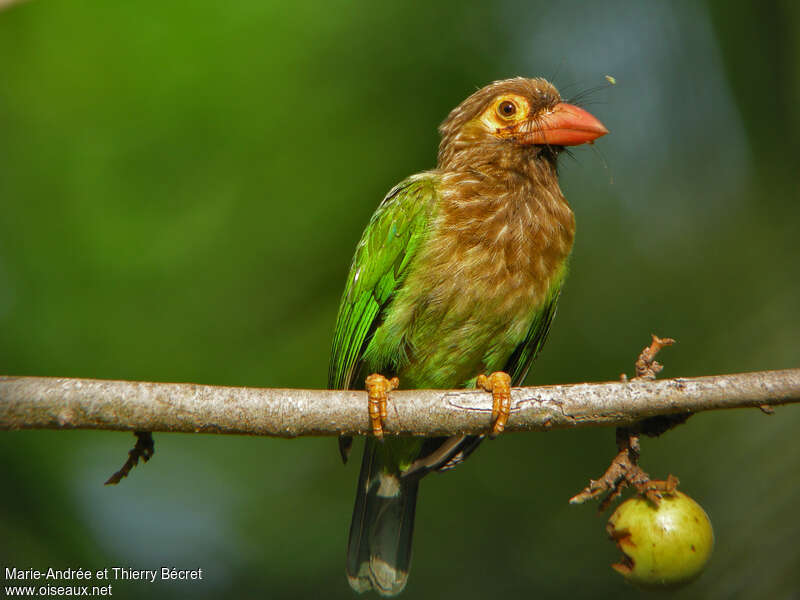 Brown-headed Barbetadult, identification